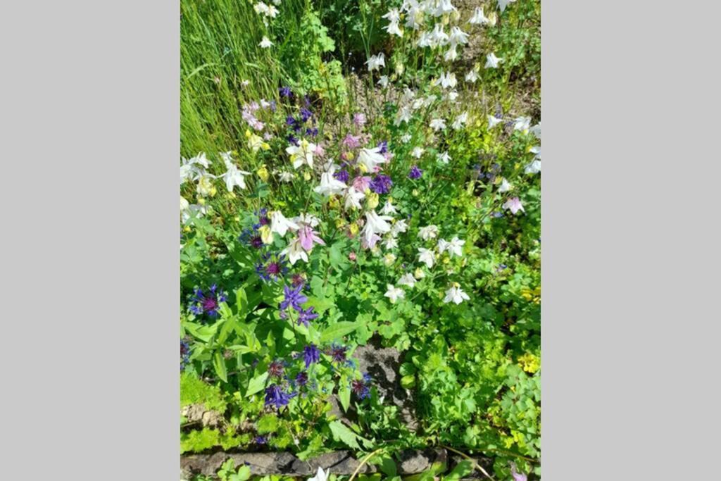 Hinter Burg, Haus Mit Garten ماين المظهر الخارجي الصورة